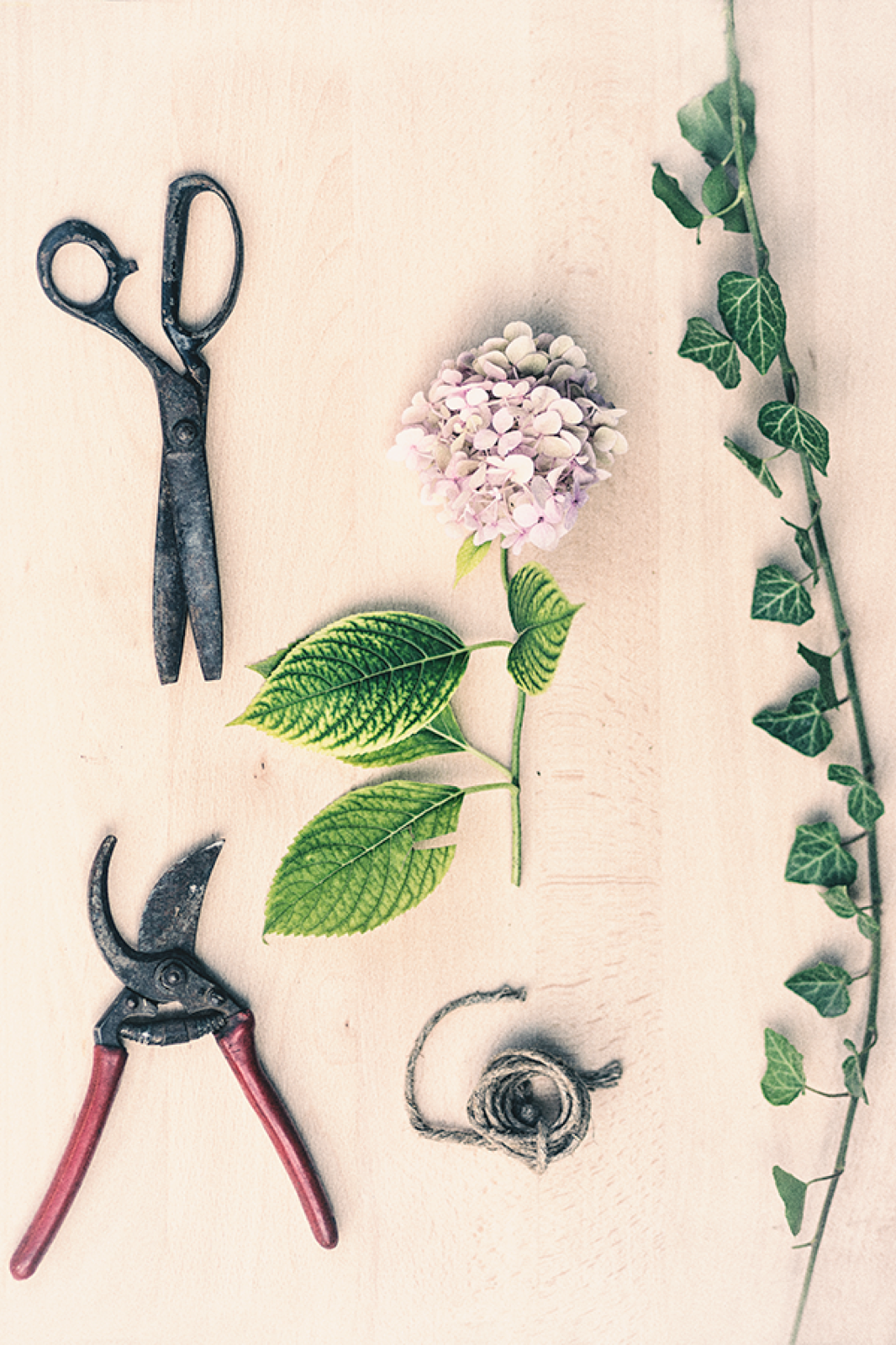 Grane bršljana pripremljene za venčić