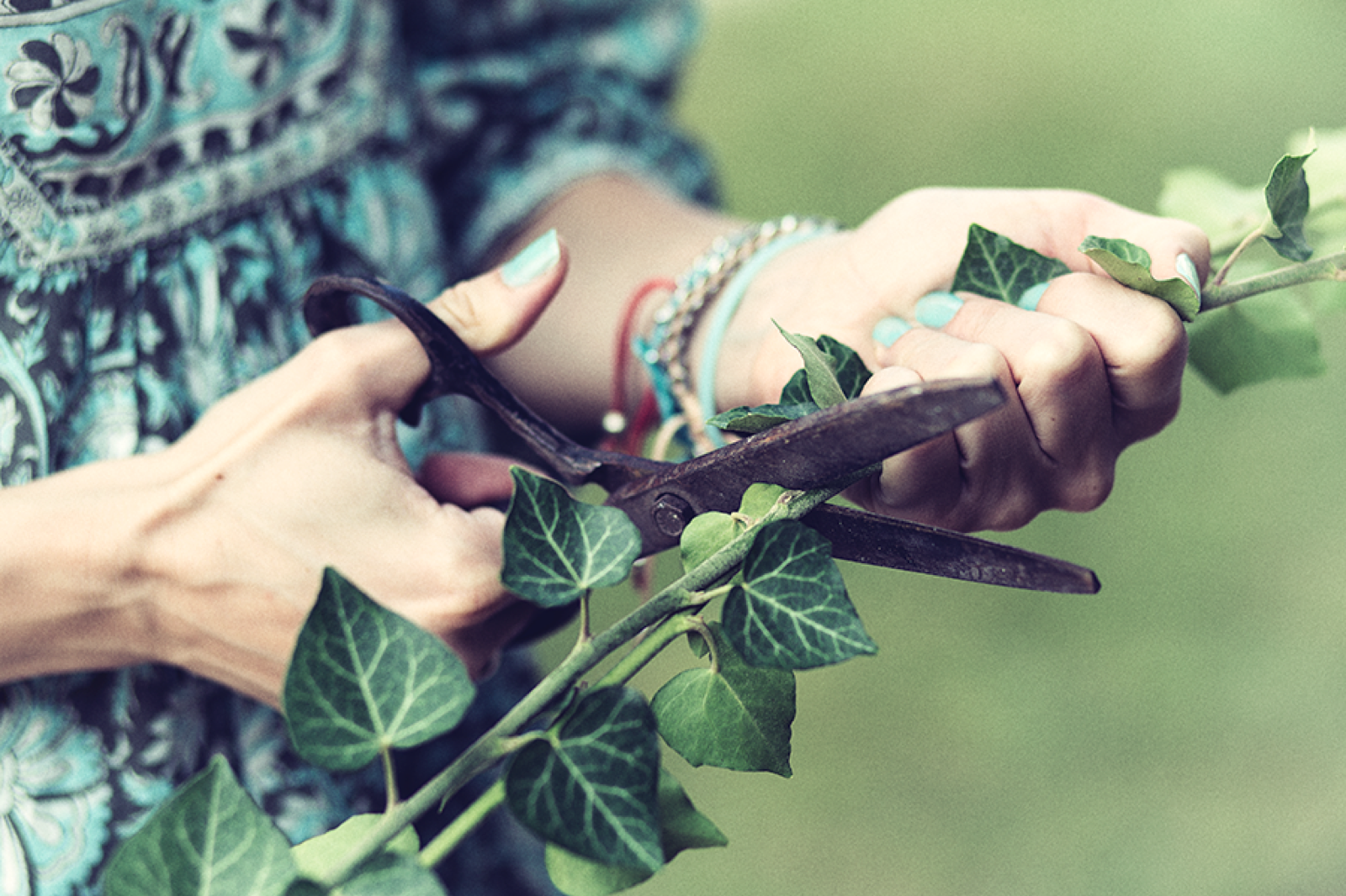 Hortenzija se pričvršćuje kanapom