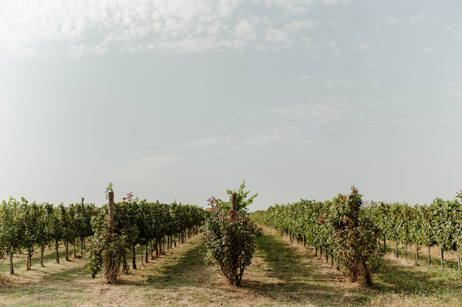 Drveni sto sa mesingano-zlatnim priborom, kristalne čaše i zeleni aranžman sa grožđem i ružama