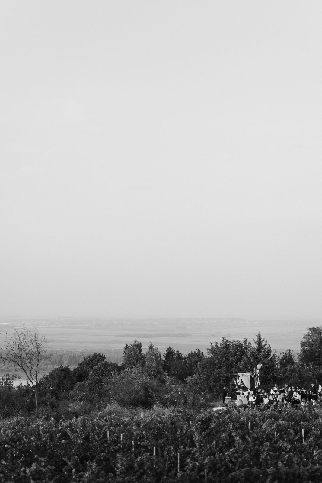 Bela drvena staza kroz vinograd ka mestu ceremonije