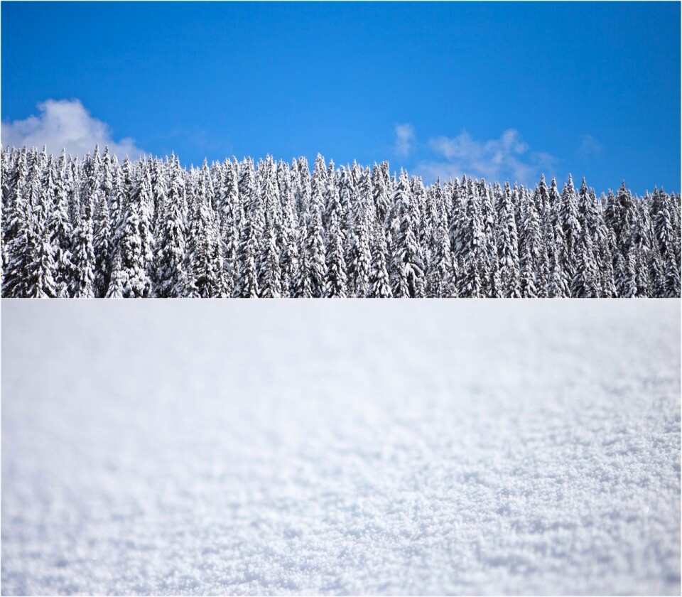 Zasnežena jelova šuma sa čistim snegom u prvom planu i plavim nebom